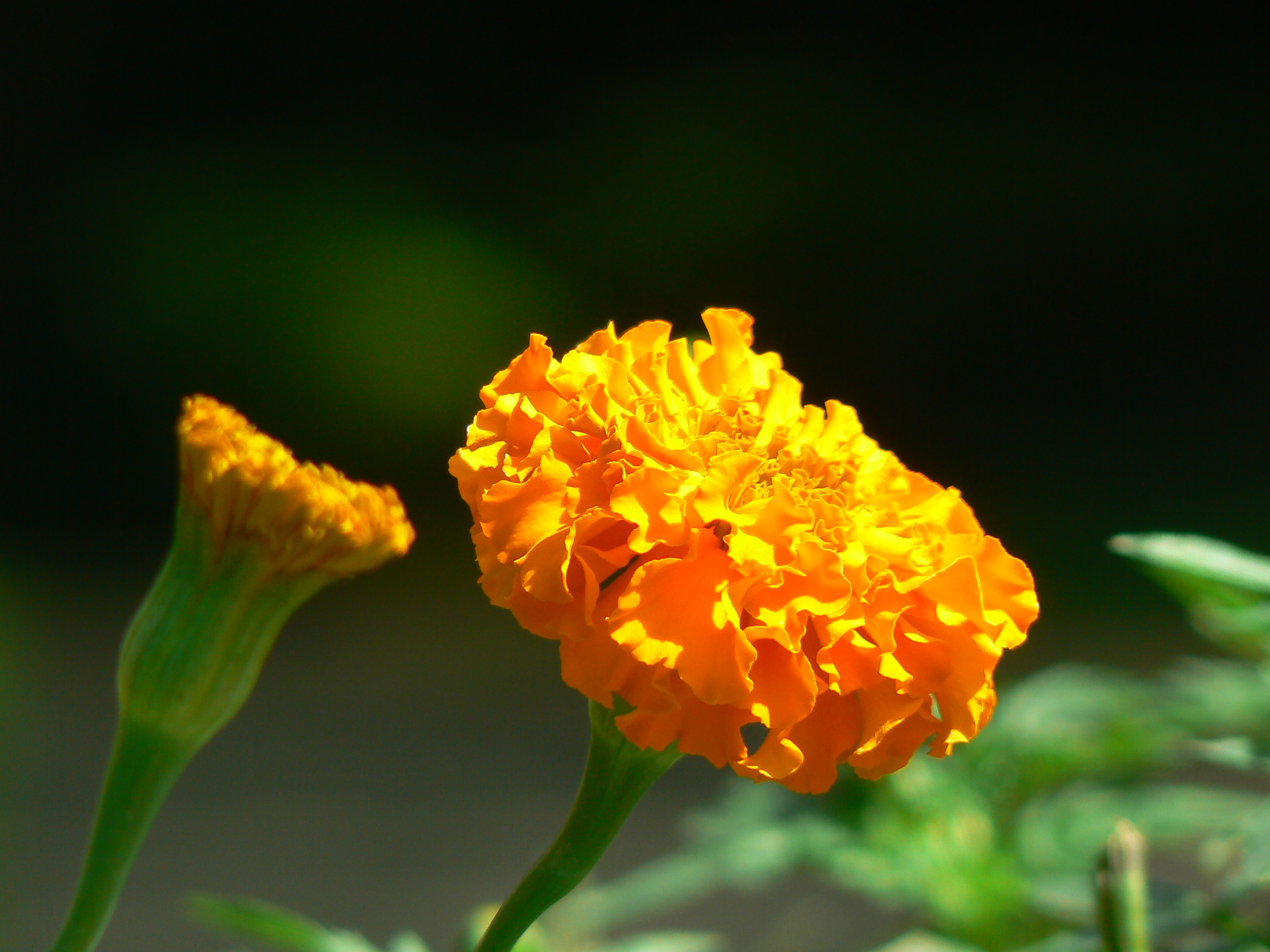 African Marigold flower