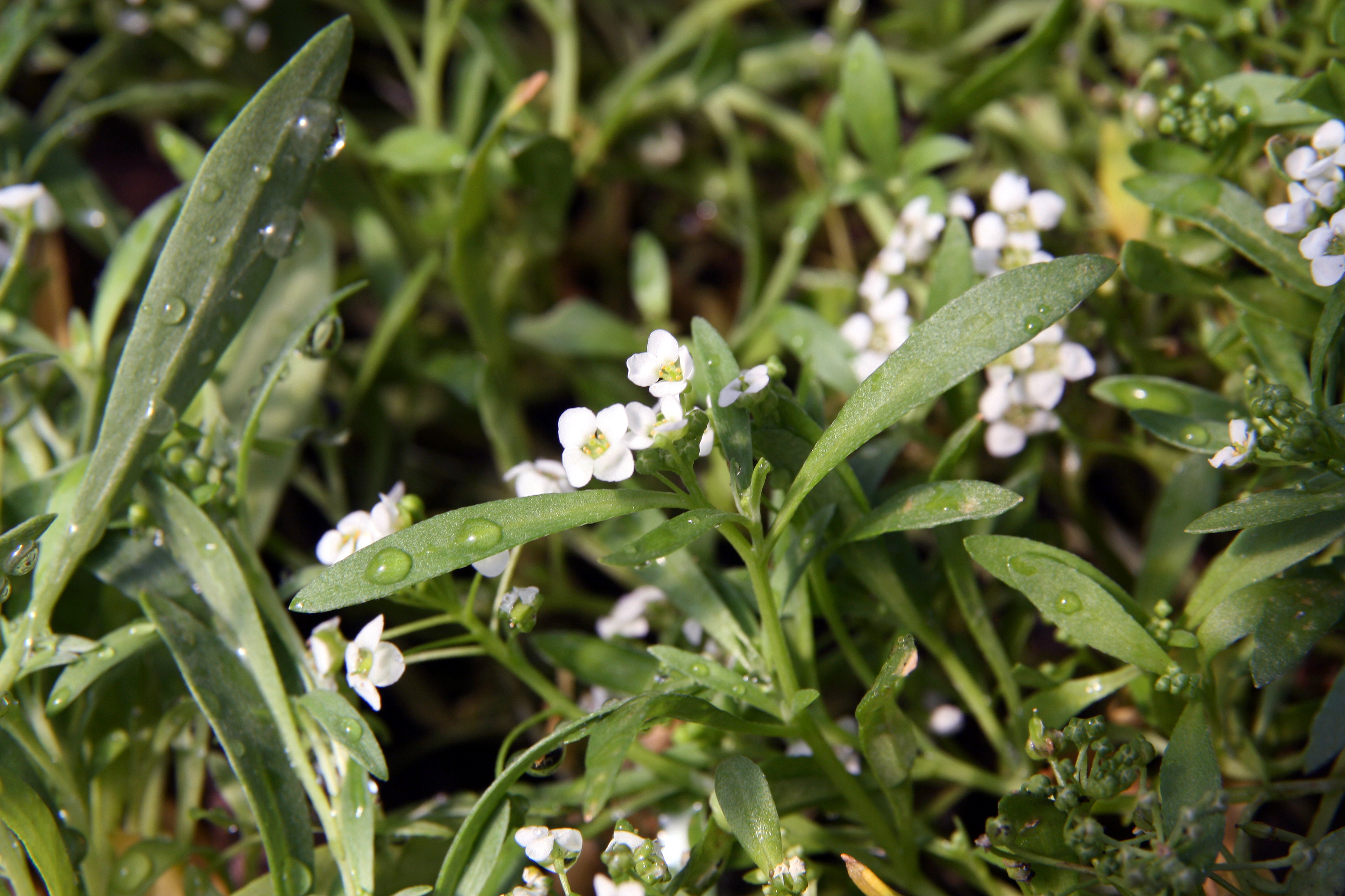 Alyssum - White - 10 piece