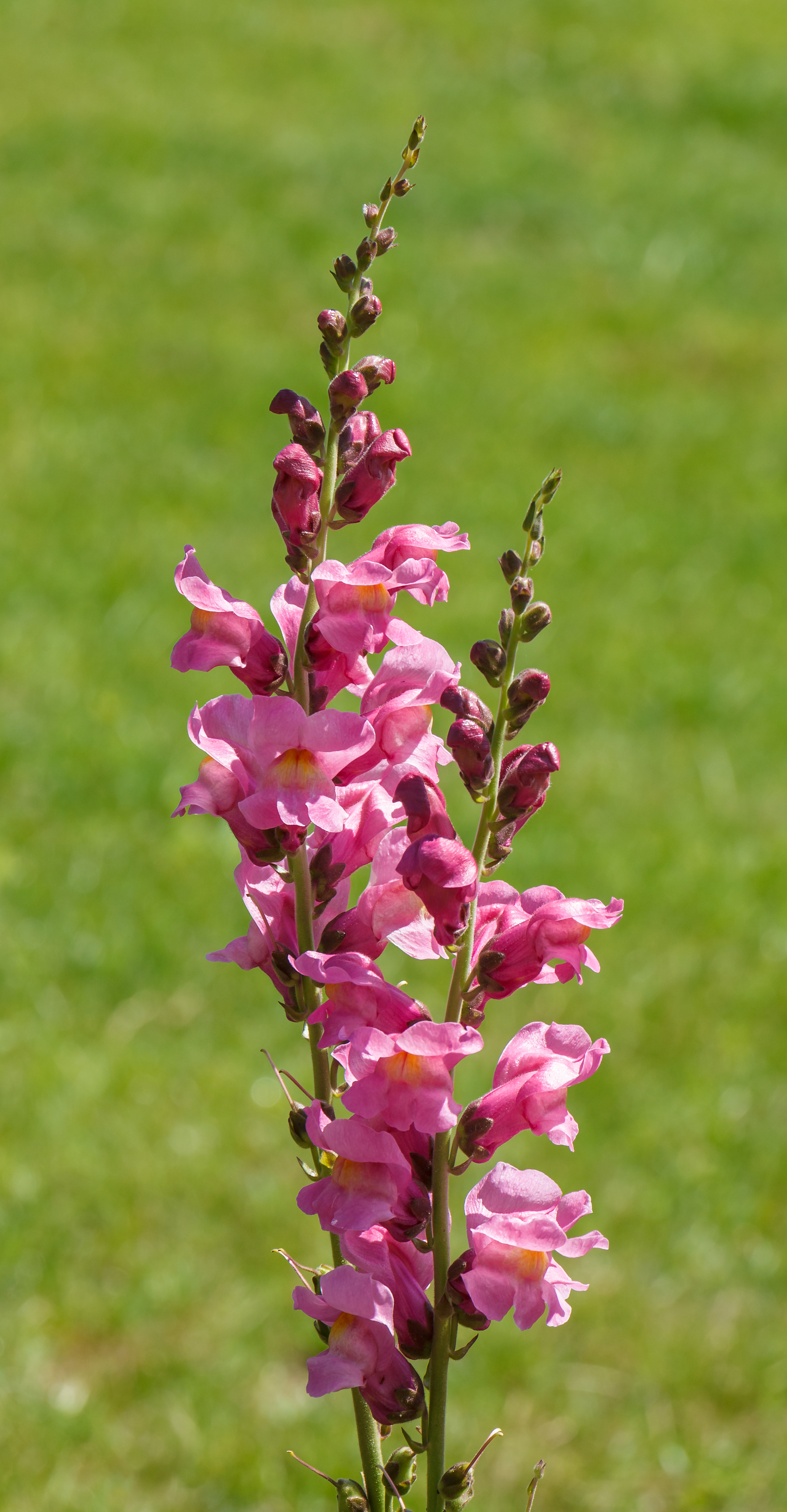 Antirrhinum - Mixed - 10 piece