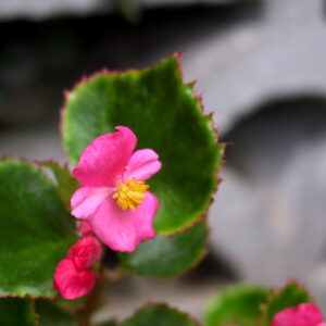 Begonia - Mixed - 6 piece