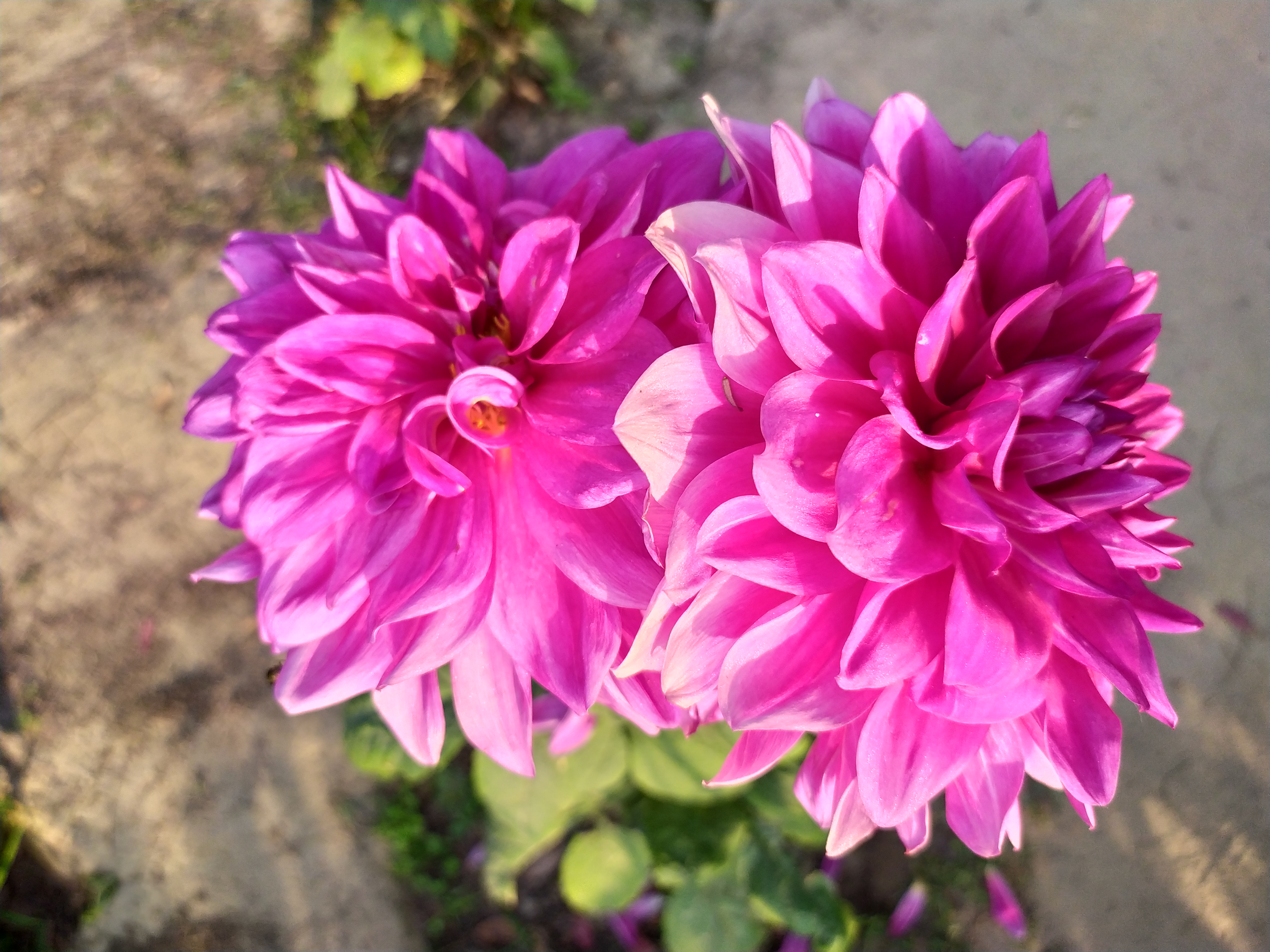 Dahlia (Bedding) - Mixed - 6 piece