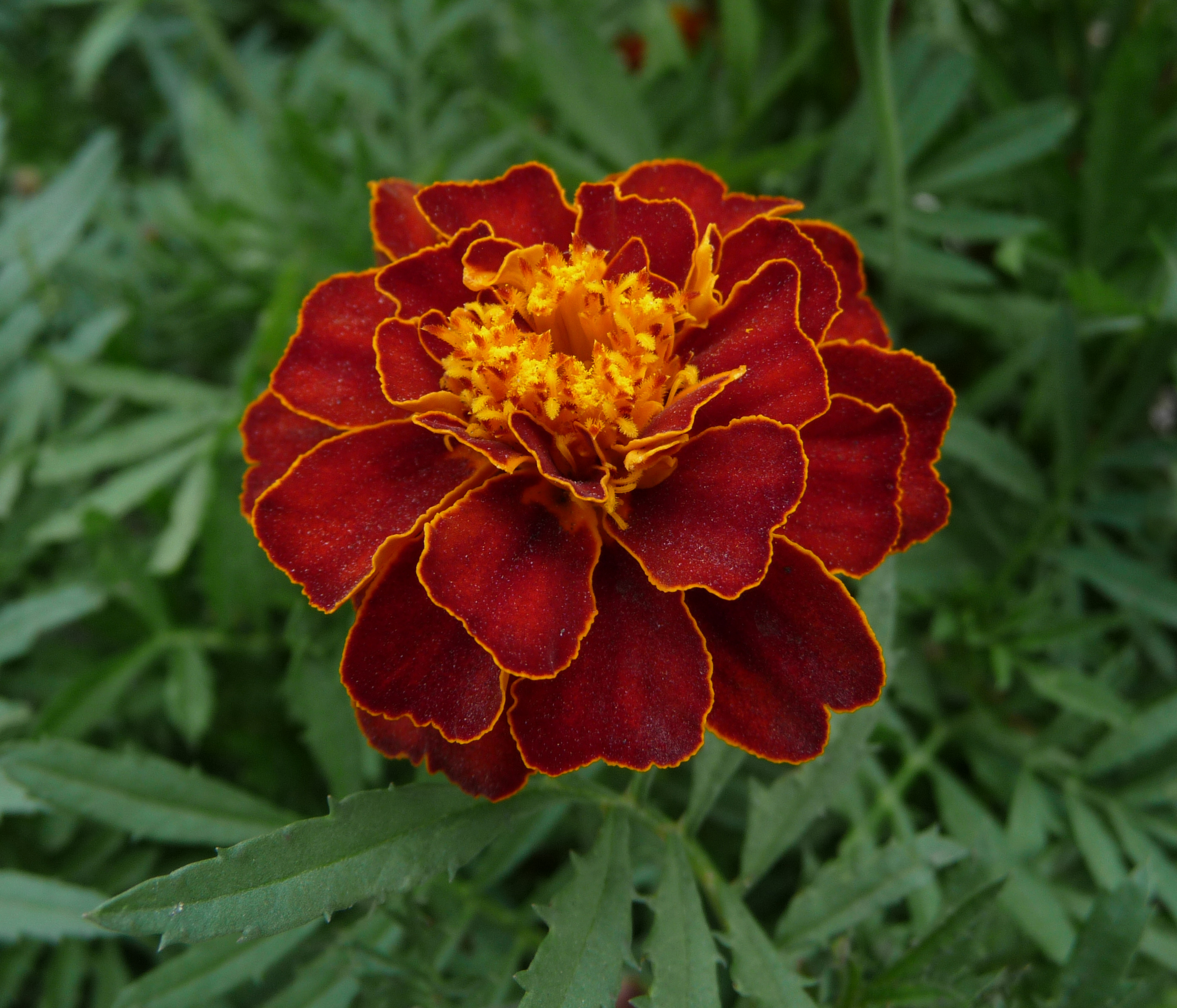 French Marigold - Mixed - 6 piece