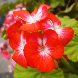 Geranium - Red - Jumbo 6 piece