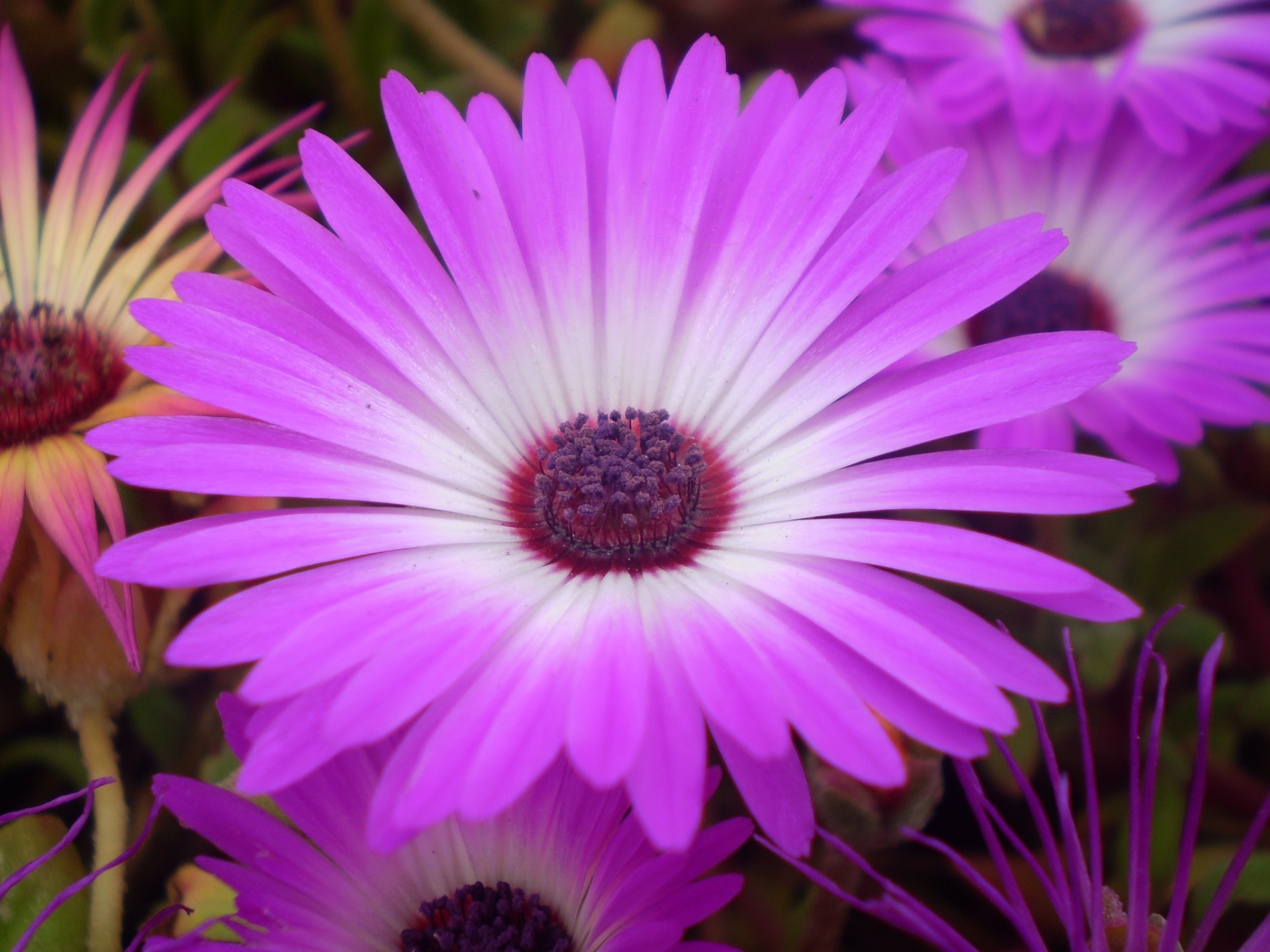 Mesembryanthemum - Mixed - 10 piece