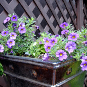Million Bells (Calibrachoa) Pot - Mixed