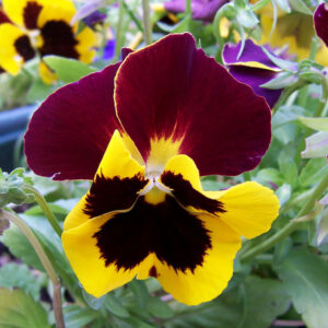 Pansy - Mixed - 6 piece