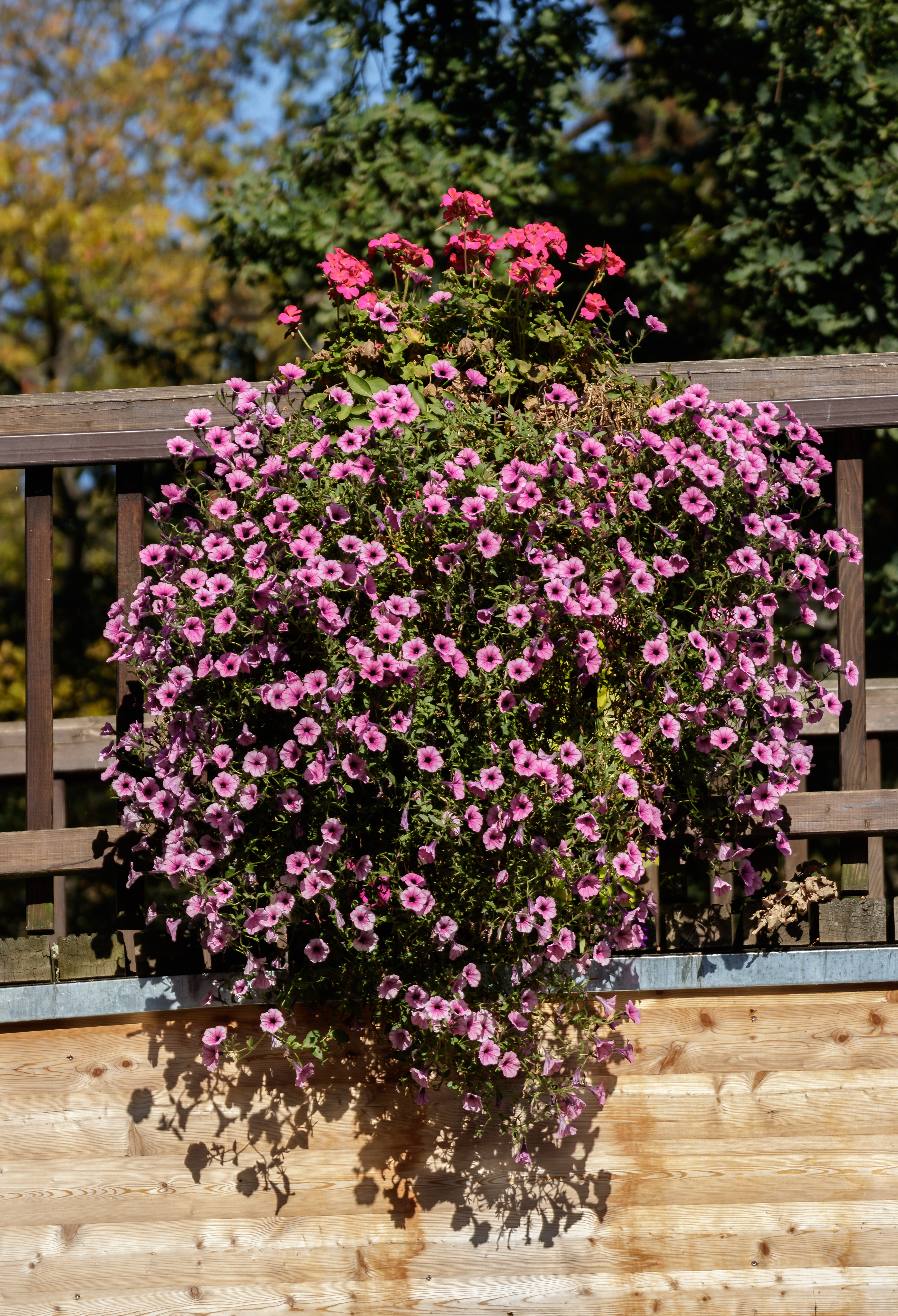 Petunia - Mixed - 6 piece