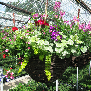 Rattan Hanging Basket 12"