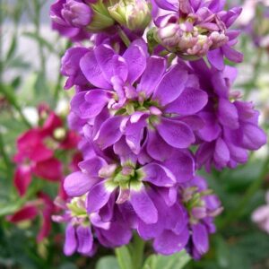 Stocks - Mixed - 6 piece