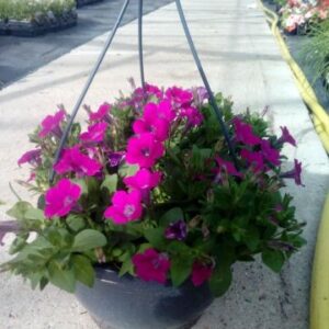 Surfinia Hanging Baskets 10"