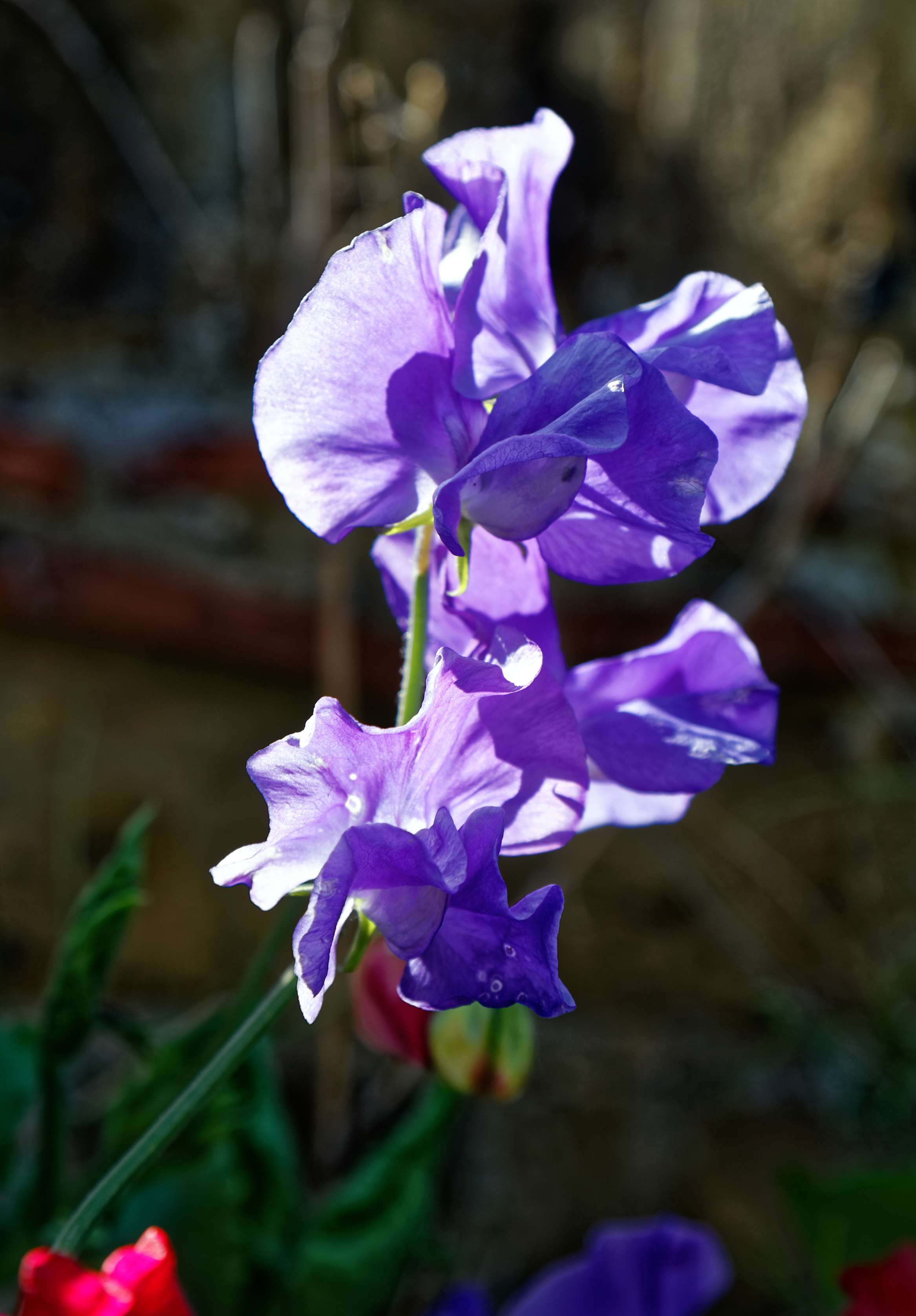Sweet Pea Pod - Mixed