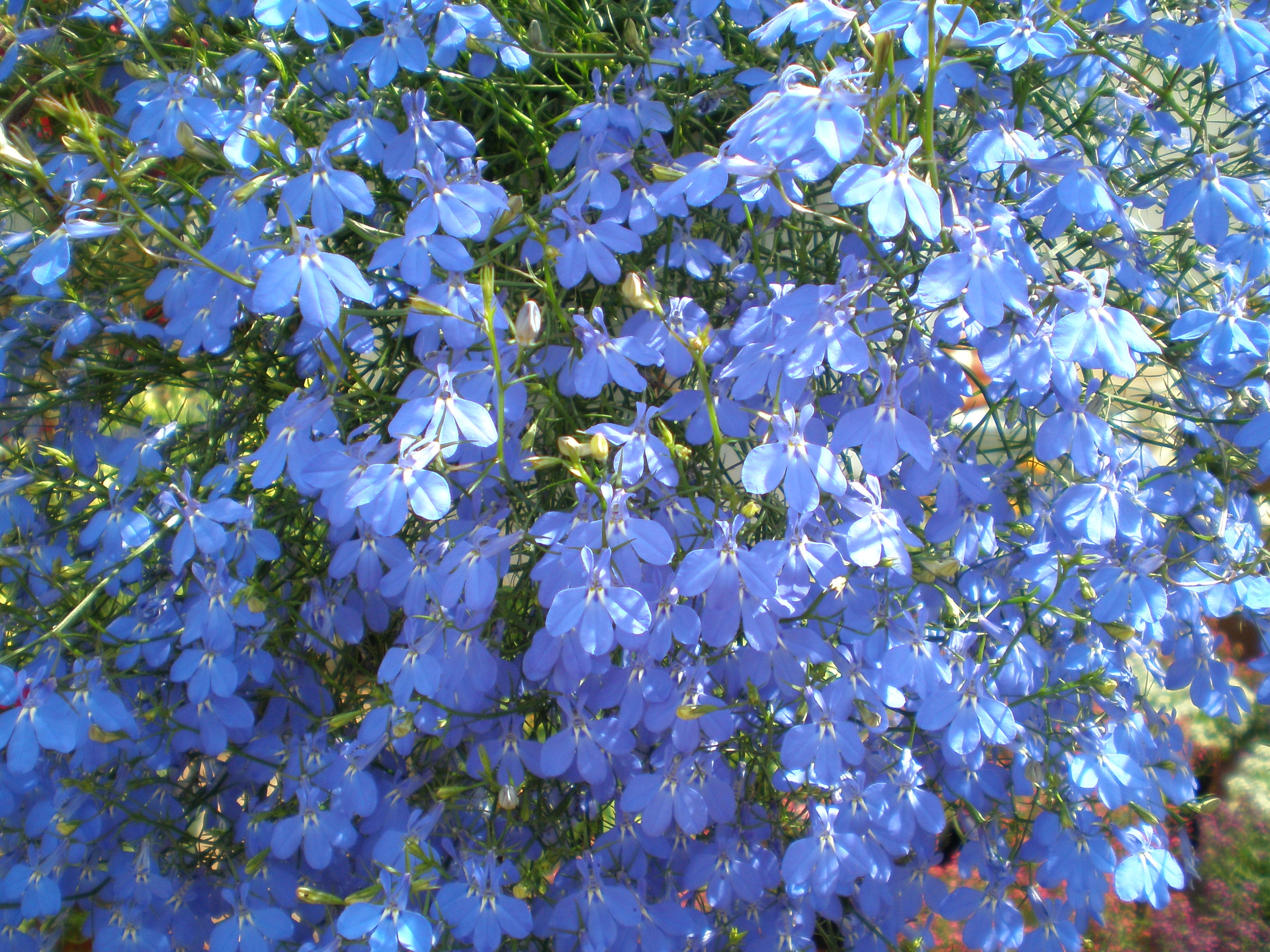 Lobelia - Varied - 10 piece